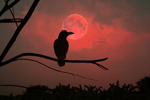 A Crow Perches On A Dry Branch Of A Large Tree Amidst The Eerie Atmosphere Of A Full Red Moon In The Countryside.