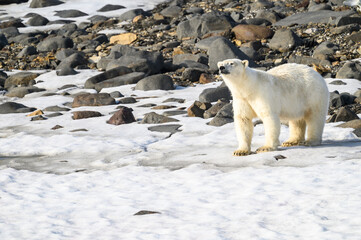 polar bear standing on the snow and sniffing the air, langoya, hinlopen straight, arctic expedition 
