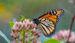 Macro abstract view of a monarch butterfly feeding on the flower blossoms of an attractive rosy pink swamp milkweed plant (asclepias incarnata), with defocused background