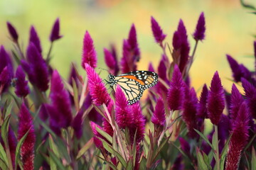 Wall Mural - Monarch butterfly on pink flowers