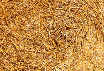 Wall Mural - Dry hay as an abstract background. Texture