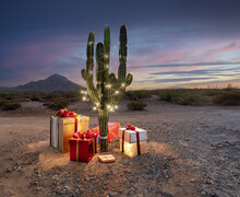 A Festive Christmas Cactus With Illuminated Decorations And Gifts In A Desert Landscape At Sunset