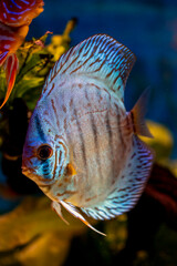 Poster - Discus, freshwater fish (genus Symphysodon) in aquarium