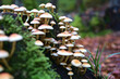 close up of forest mushrooms in autumn