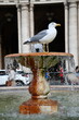 Gabiano na fontannie w Rzymie, Italia.