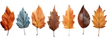 Set Of Autumn Leaves In Various States Of Decay Isolated On Transparent Or White Background, PNG