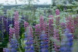 Fototapeta Lawenda - Lupine flowers in a foggy field during sunset in the Moscow region