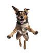 Joyful happy dog jumping into the air