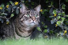 Green Eyed Tabby Cat Hiding In The Bushes In Stealth Mode Fixated On A Subject Across The Garden, Ready To Pounce. 
