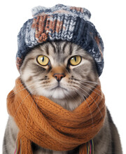 Brown Cat Wearing A Vintage Scarf And A Winter Hat Isolated On White Background