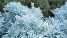 Cineraria Maritima Jacobaea - Silvery White Plant Of The Aister Family