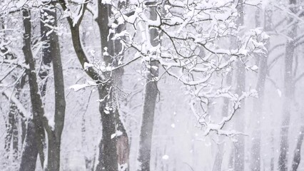 Snowstorm in the forest, winter landscape. Heavy snowfall in the city park. Winter landscape - a snow-covered park with beautiful trees, covered with hoarfrost