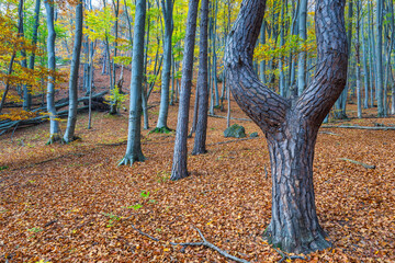 Wall Mural - A forest of deciduous trees in the autumn season. The Sulov Rocks, national nature reserve in northwest of Slovakia, Europe.