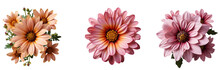 Flower Isolated Png. Flower Top View Png. Colourful Flowers Flat Lay Isolated Png. Flowers Png