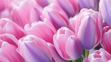 Fototapeta Tulipany - Pink and purple tulips for World Women s Day as a natural backdrop or postcard