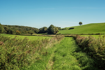 Wall Mural - Lush hilly countryside with grass and trees under a blue sky during summer.