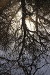  Winter tree reflections against the sun.