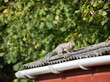 Cute squirrel running on the shed roof with trees background
