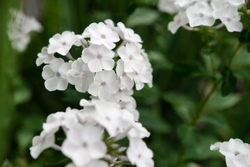 Canvas Print - Garden phlox (Phlox paniculata), bright summer flowers. Blooming branches of phlox in the garden on a sunny day. Soft blurred selective focus. Floral background.