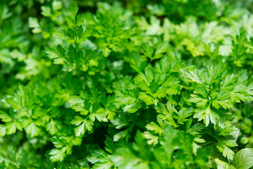 Wall Mural - Fresh green parsley growing in the vegetable garden. Organic cultivation, full frame background of green parsley leaves in close-up.	