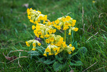 Cowslip Yellow Wildflowers On Green Field In Spring Close Up