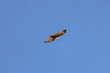 Brahminy kite also known as red-backed sea-eagle seen in flight in natural native habitat, eastern Australia,