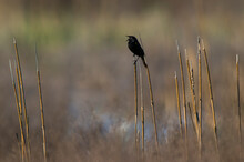 Yellow Winged Blackbird, In Pampas Wetland, La Pampa Province, Patagonia, Argentina.