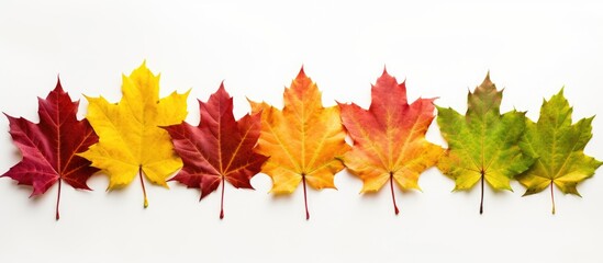 Poster - Assorted hues of maple leaves in autumn including yellow red burgundy green and orange