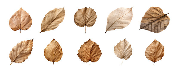 Wall Mural - collection of various brown dry leaves isolated on a transparent background