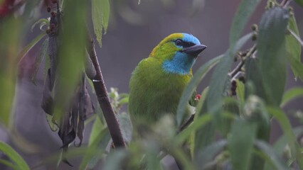 nature wildlife bird golden-naped barbet bird also is endemic to the island of borneo
