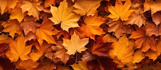 autumn nature with orange maple leaves on the ground in october and november