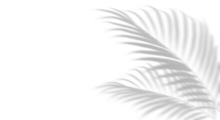 Wall Mural - shadow tropics palm leaves composition on transparent backgrounds 3d rendering png