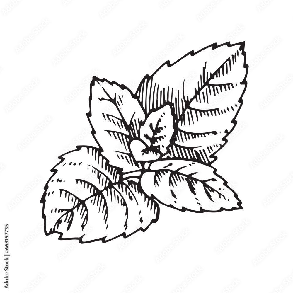 Image vectorielle Stock Mint leaf vector illustration. Hand drawn ...
