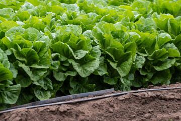 Wall Mural - Farm field with rows of young fresh green romaine lettuce plants growing outside under italian sun, agriculture in Italy.