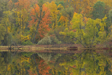 Wall Mural - Autumn landscape of the shoreline of Pond Lily Lake with mirrored reflections in calm water, Michigan, USA