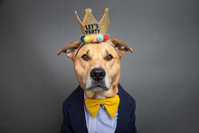 Portrait Of A Labrador Retriever Mix Dog Dressed In A Shirt, Bow Tie, Jacket And Crown With The Words Lets Party