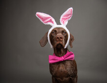 Portrait Of A German Shorthaired Pointer Dog Wearing Easter Bunny Ears And A Bow Tie