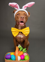 Staffordshire Bull Terrier Dog Dressed As An Easter Bunny Siting Next To A Basket Filled With Painted Easter Eggs