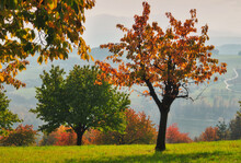 Autumnal Cherry Trees In A Field, Aargau, Switzerland