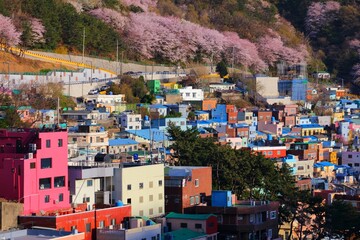 Wall Mural - Busan Gamcheon cherry blossoms