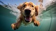 Golden Retriever dog diving deep down. Popular dog breed swimming and playing in water close-up. Cute and funny dog in action and training with family on summer vacation.