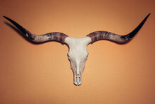 Texas Longhorn Skull Hanging On A Wall