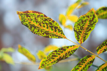 Wall Mural - Colorful autumn leaves in the garden