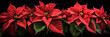 Collection of poinsettias flowers isolated on white background.