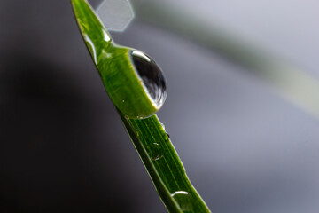 Wall Mural - Water drops on the green grass. Morning dew, watering plants. Drops of moisture on leaves after rain. Beautiful green background on an ecological theme