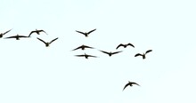 Amazingly Beautiful, Graceful, Slow Motion Flying Geese Migrating In Fall, Spectacular Wildlife Footage.