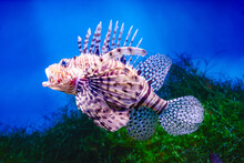 Common Lionfish Or Red Lionfish