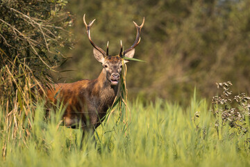 Wall Mural - Deer male buck ( Cervus elaphus ) during rut