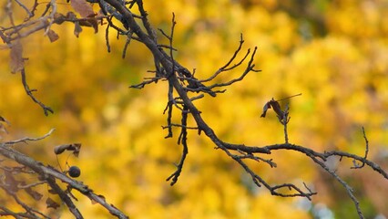 Wall Mural - Autumn has arrived! Dark bare tree branches of walnut with almost no leaves sway in light breeze on autumn day against blurred golden fall background. Scene is perfect for use in fall themed projects