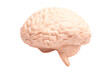 Human brain anatomical model isolated on white background